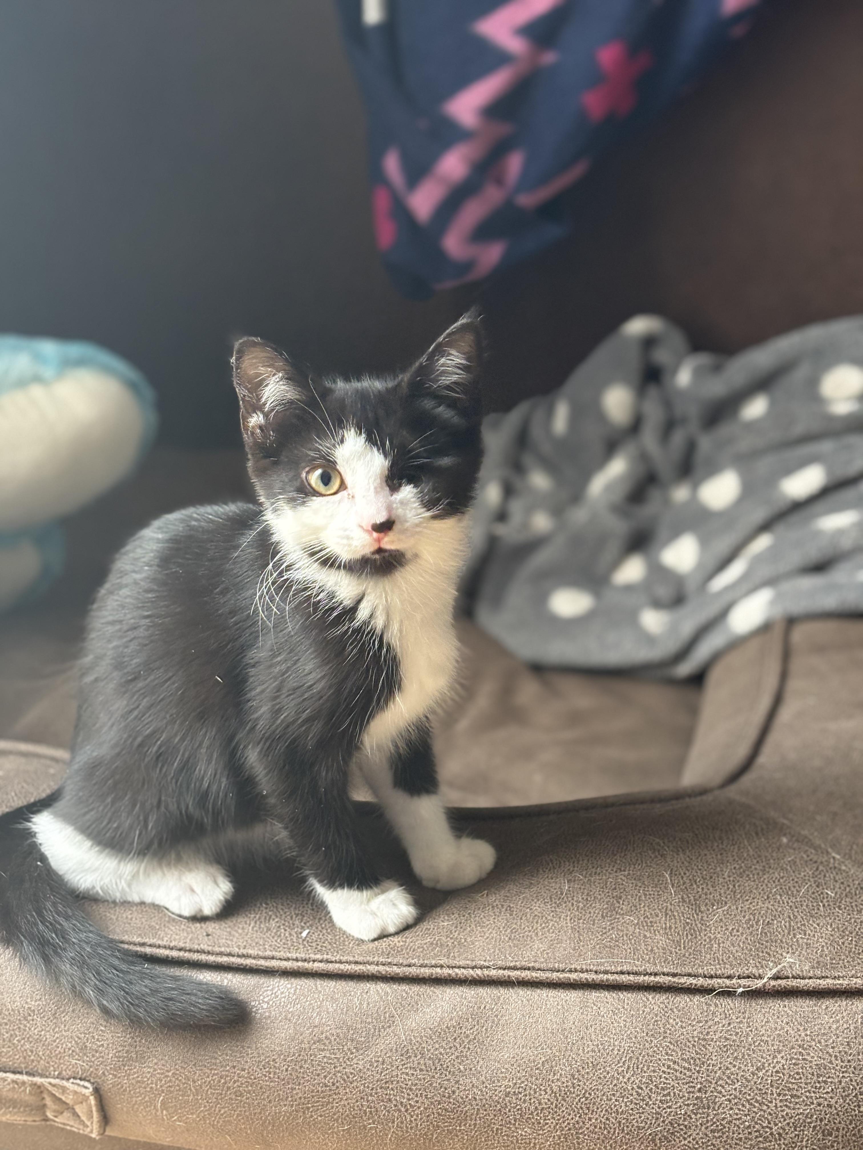 Enlarge Vienna, a Adopted Domestic Short Hair in Cornwall, ON image 3/6