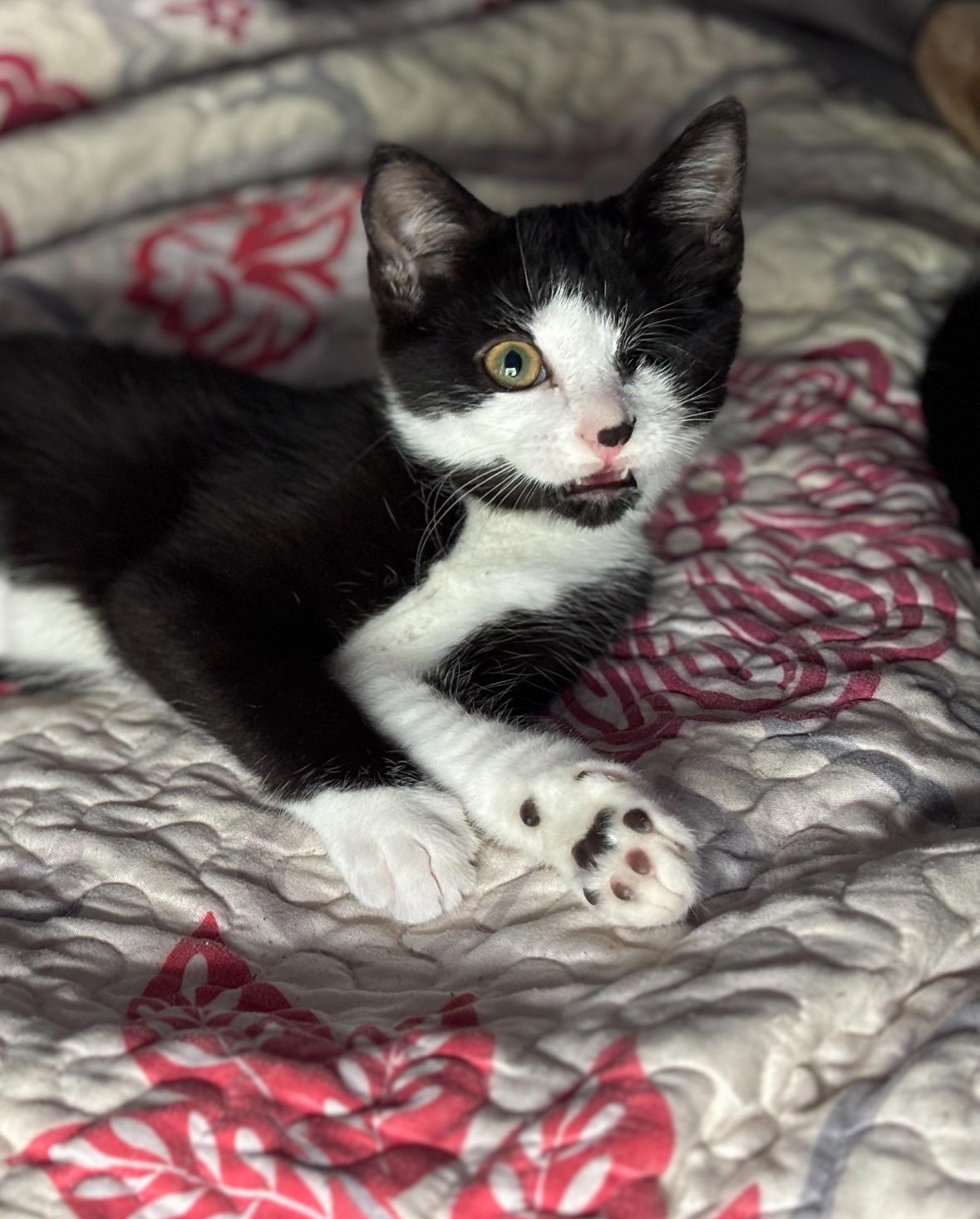 Vienna, Adopted, Kitten Female Domestic Short Hair.