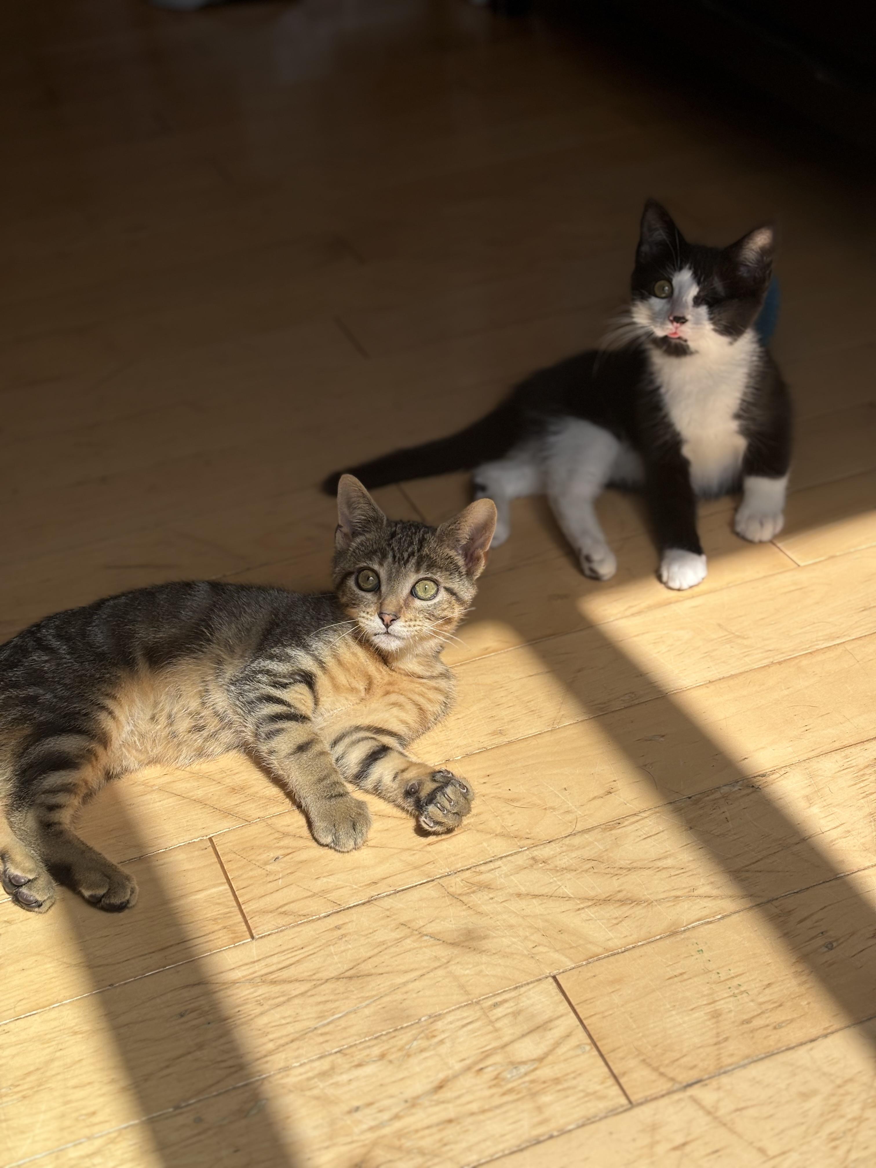 Enlarge Vienna, a Adopted Domestic Short Hair in Cornwall, ON image 5/6