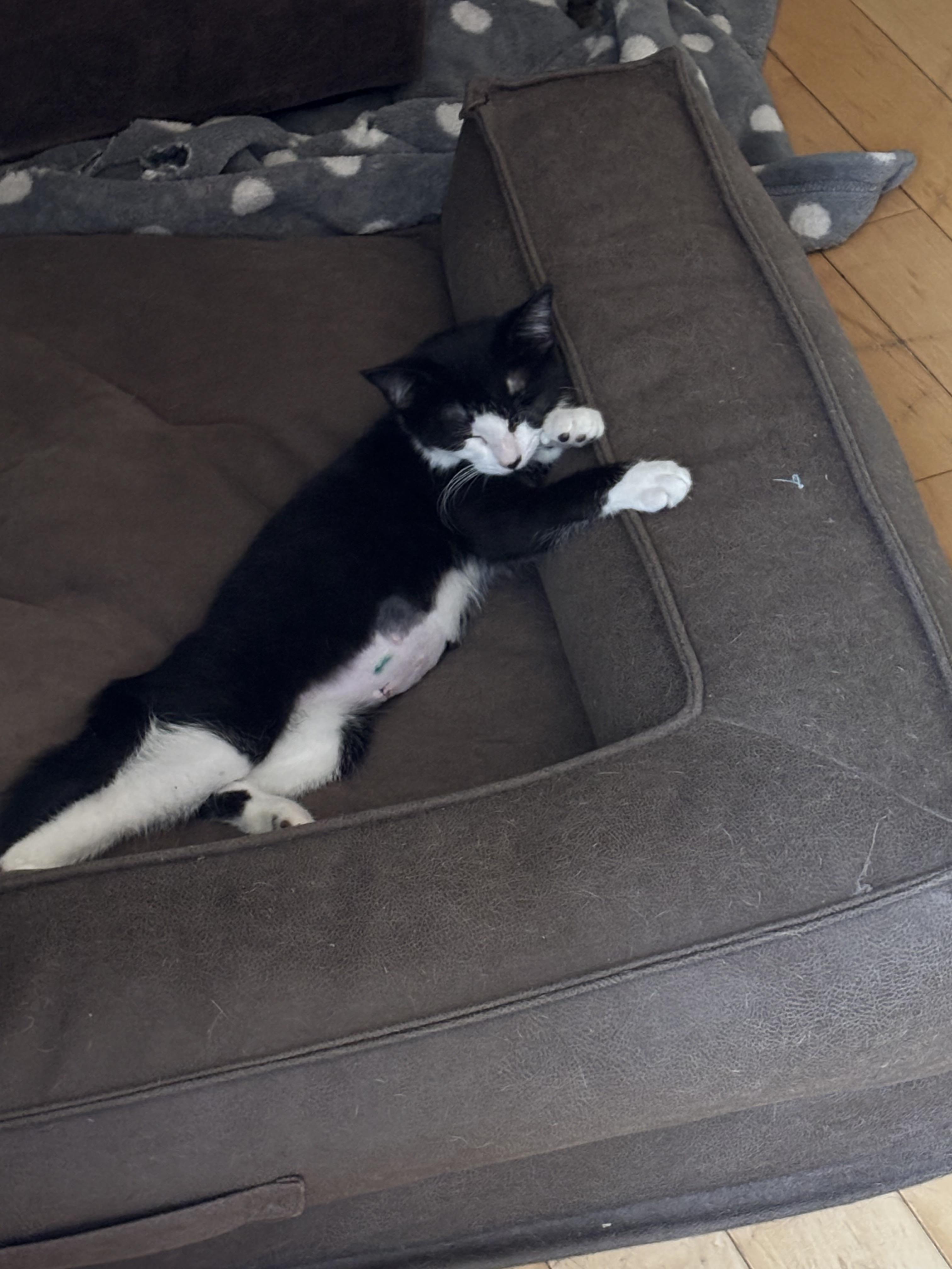 Enlarge Vienna, a Adopted Domestic Short Hair in Cornwall, ON image 6/6