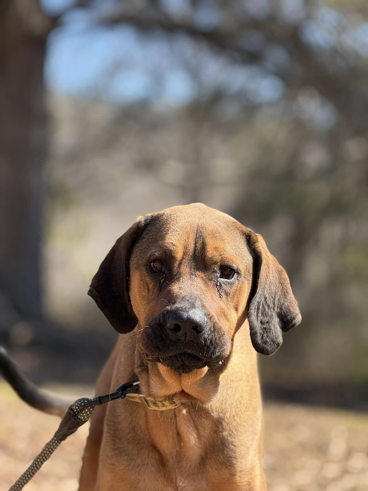 Tally, Adoptable, Young Female Bloodhound & Redbone Coonhound.