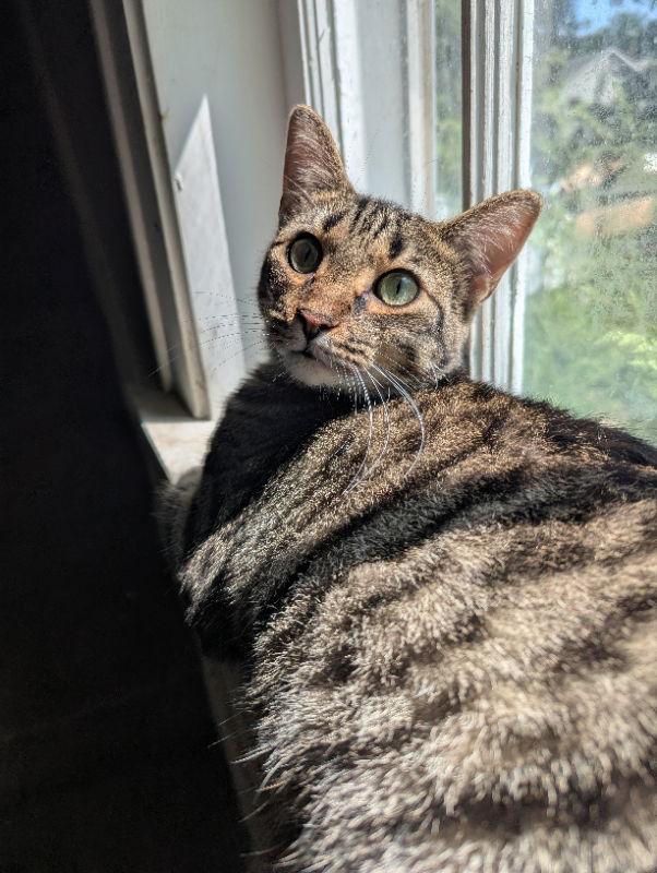 Rosie, Adoptable, Young Female Domestic Short Hair.