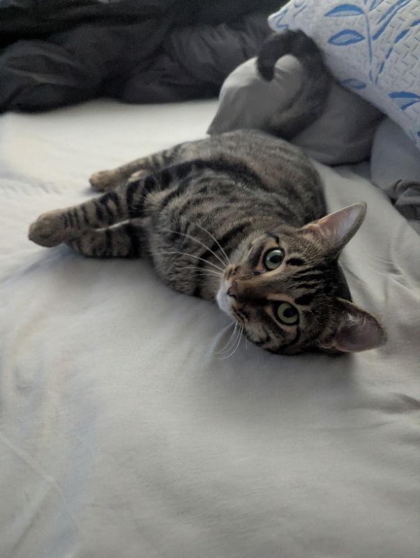 Rosie, Adoptable, Young Female Domestic Short Hair.