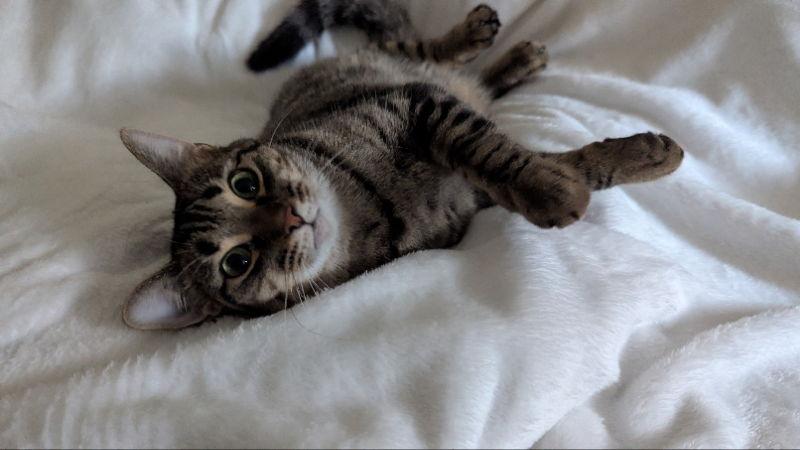 Rosie, a Adoptable Domestic Short Hair in Niles, MI image 3/3