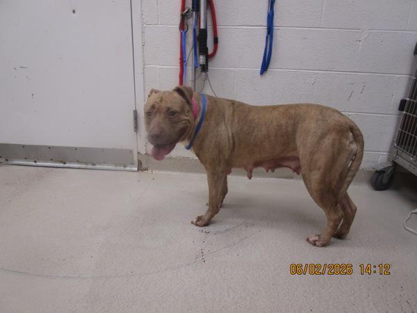 Ivy (22), Adoptable, Adult Female Pit Bull Terrier.