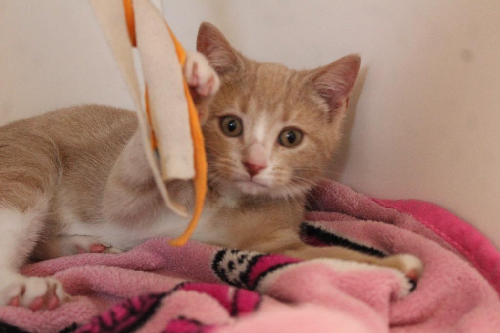 Enlarge Aw Shucks, an adopted Domestic Short Hair in Chestertown, MD image 3/3