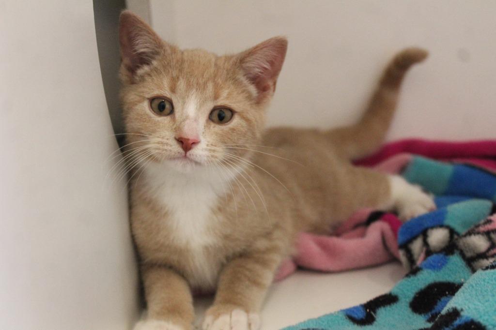 Aw Shucks, adopted, Kitten Male Domestic Short Hair.