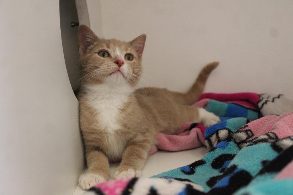 Enlarge Aw Shucks, an adopted Domestic Short Hair in Chestertown, MD image 2/3