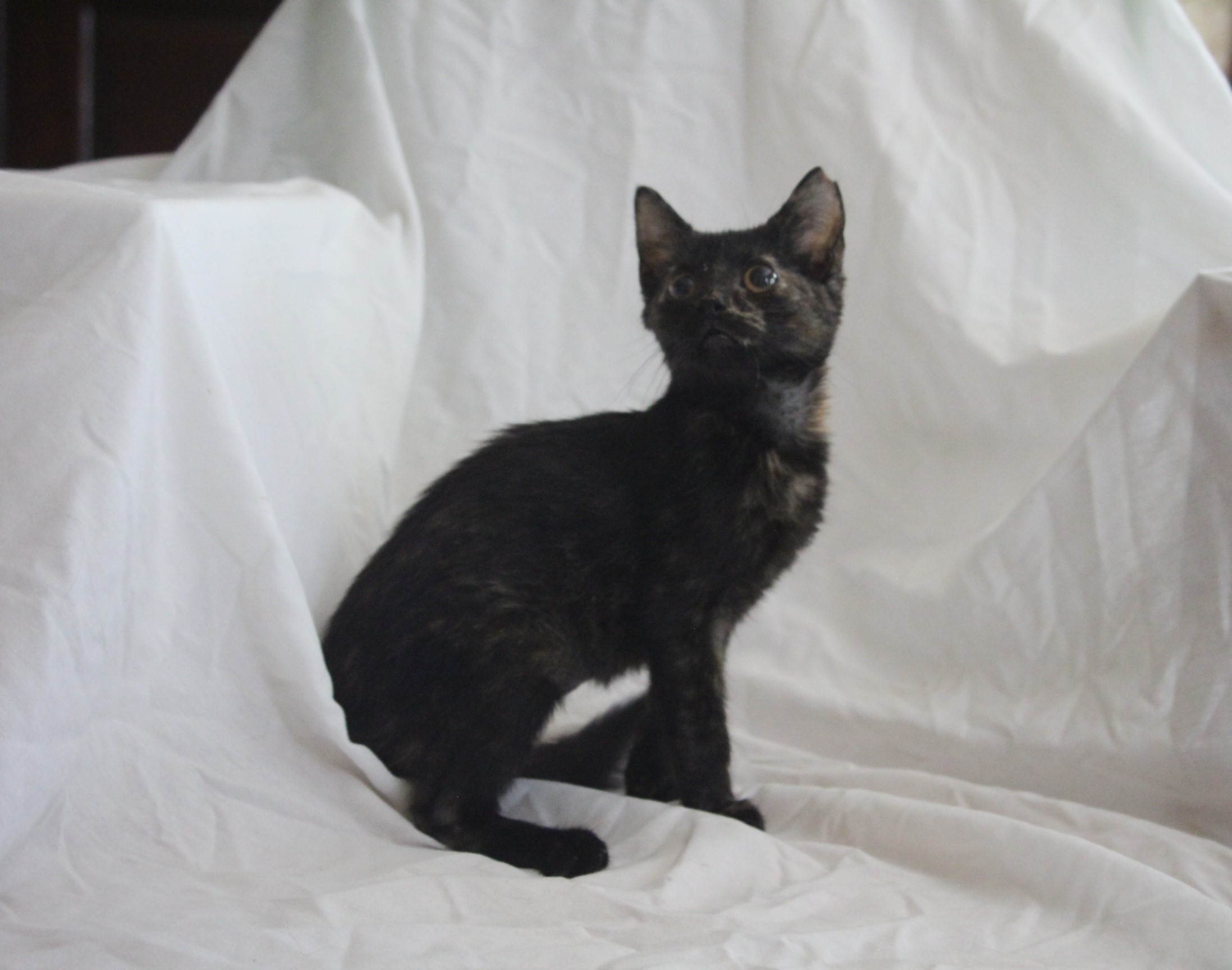 Anne - Blind, Adopted, Kitten Female Domestic Short Hair.