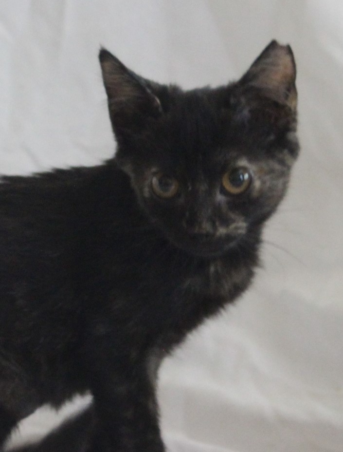 Enlarge Anne - Blind, a Adopted Domestic Short Hair in East Haven, CT image 2/5