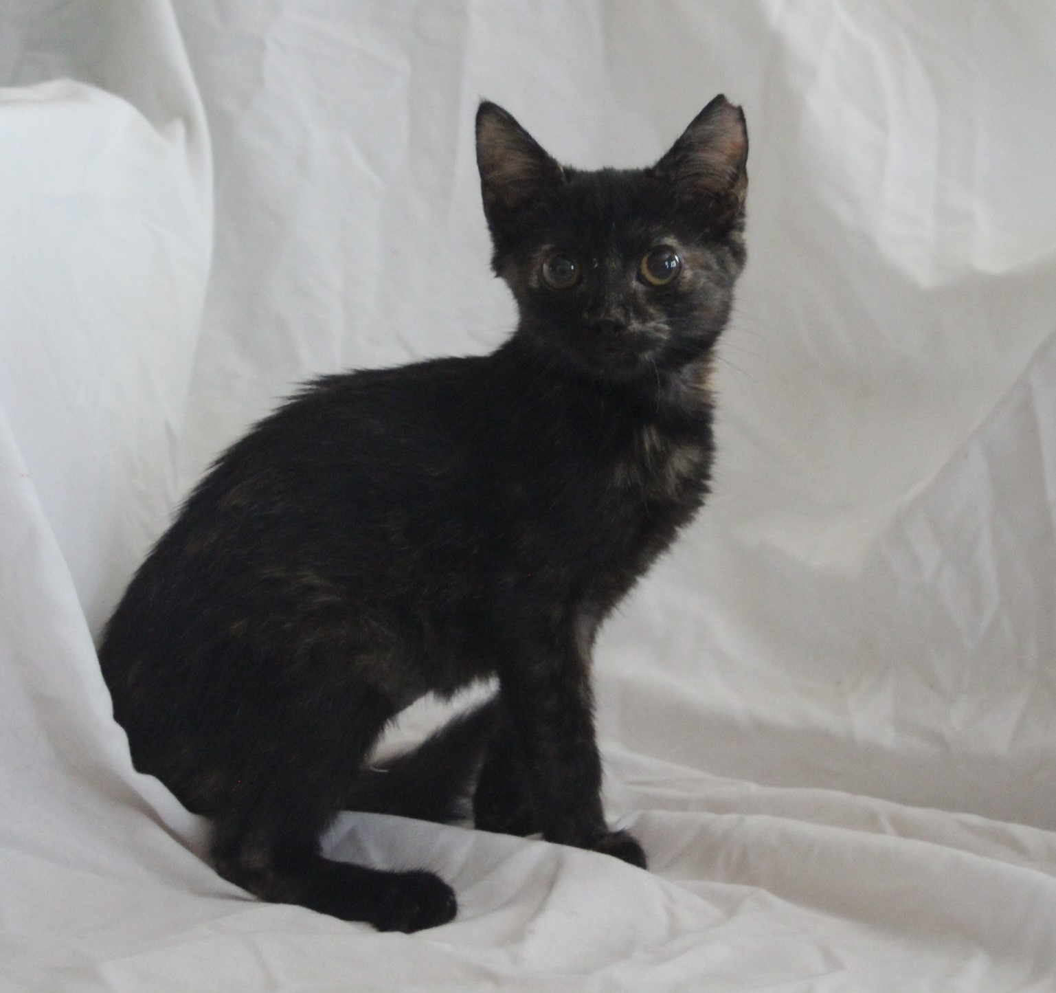 Enlarge Anne - Blind, a Adopted Domestic Short Hair in East Haven, CT image 4/5