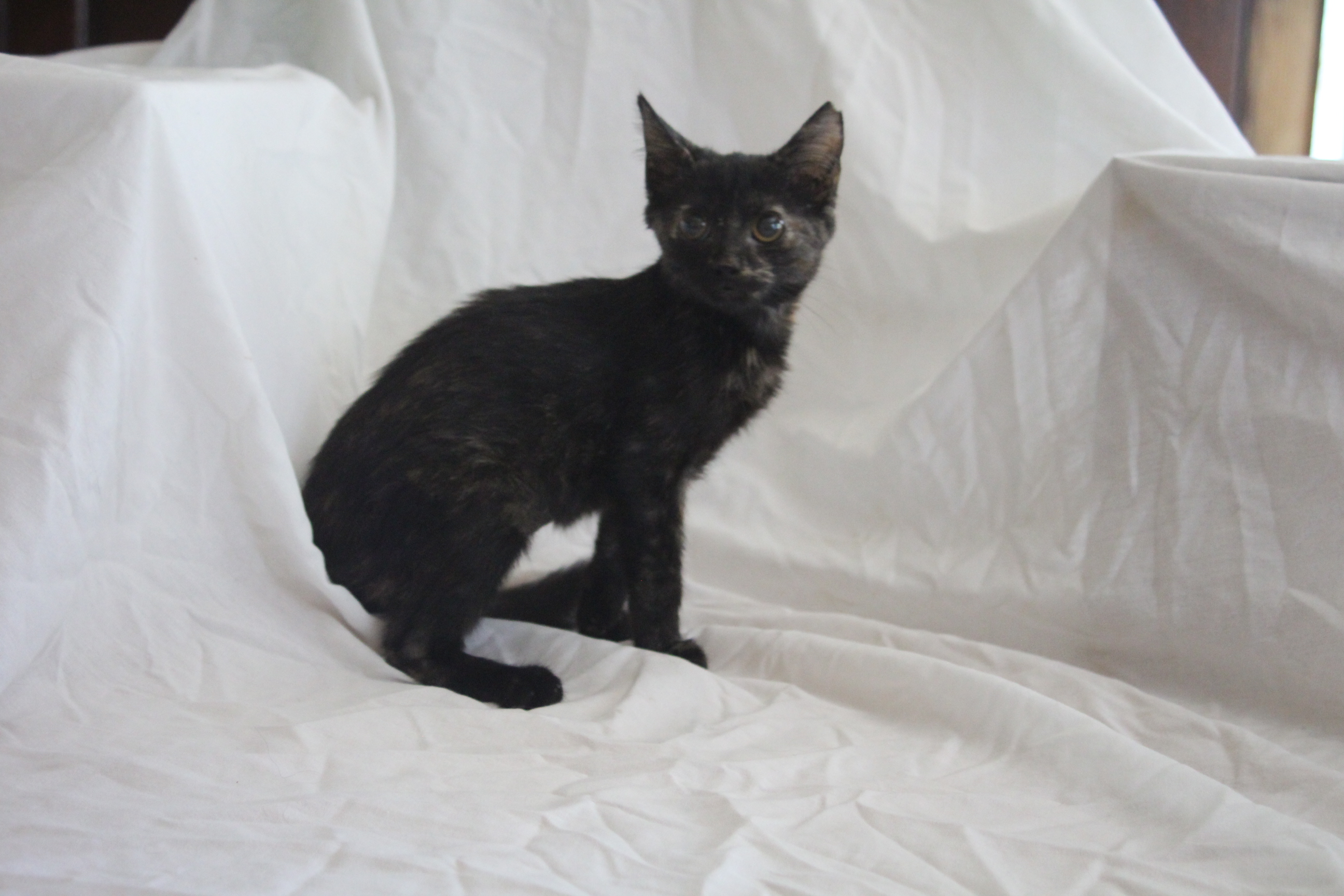 Enlarge Anne - Blind, a Adopted Domestic Short Hair in East Haven, CT image 5/5