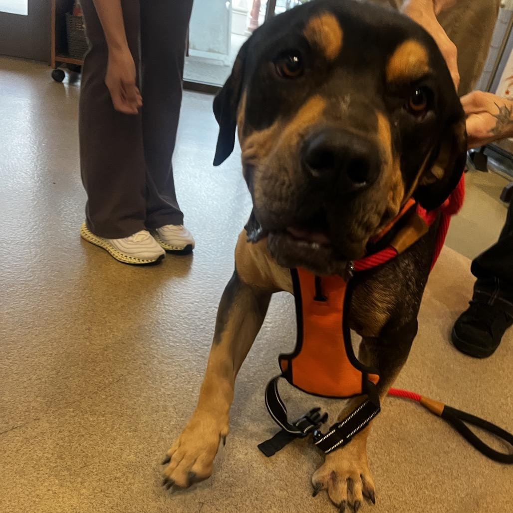 Enlarge JAY, a Adoptable mixed breed in Upland, CA image 1/1