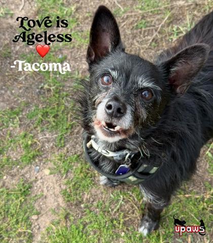 Tacoma, Adoptable, Senior Male Chihuahua & Mixed Breed.