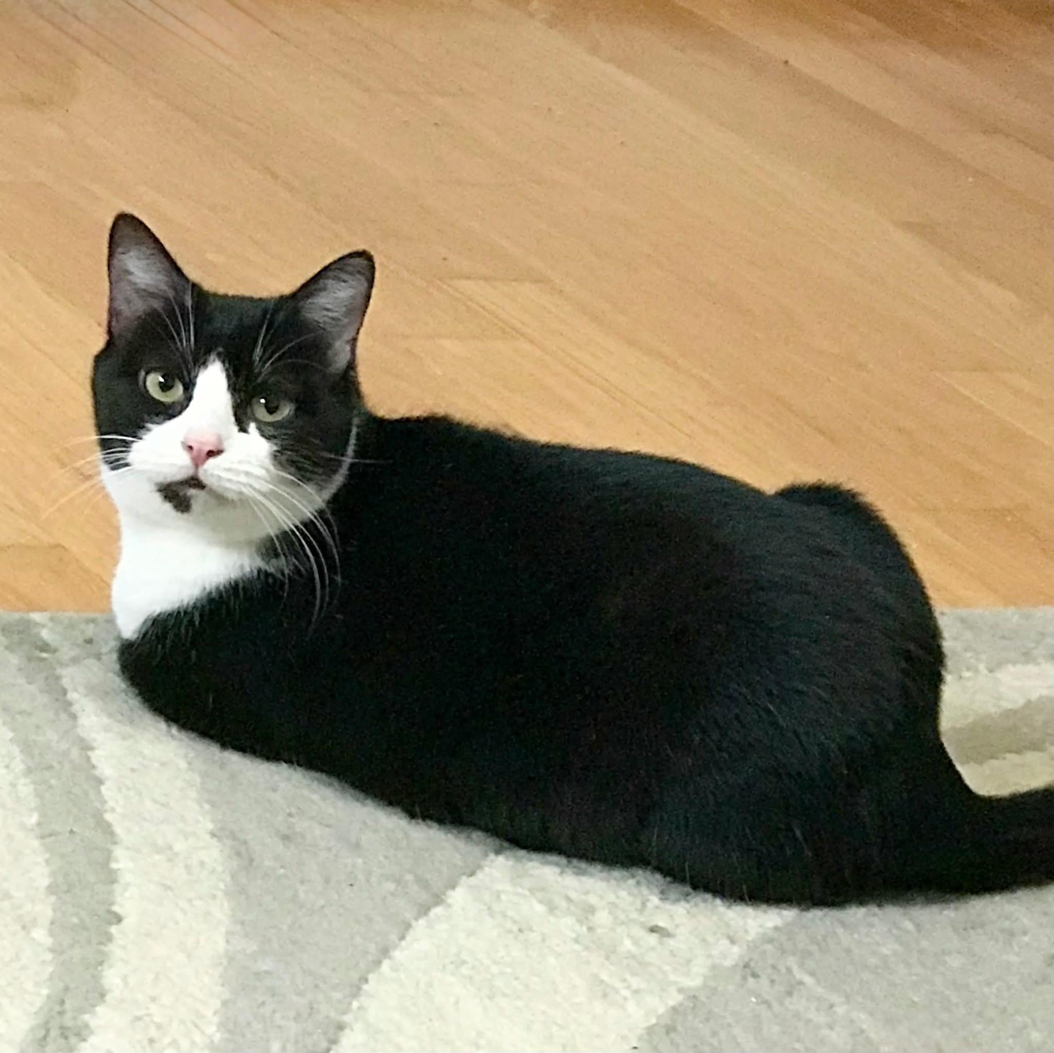 Enlarge Bristol & Ms. Ely (BONDED PAIR), a Adoptable mixed breed in Orland Park, IL image 2/6