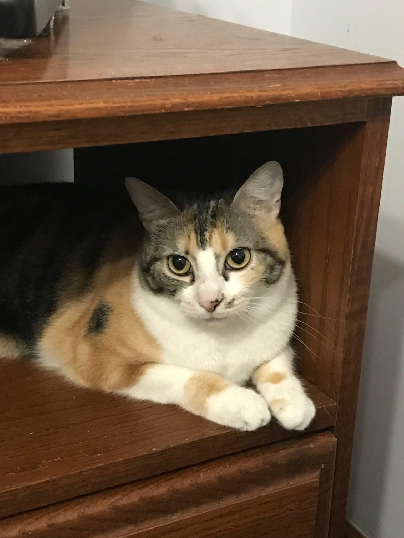 Enlarge Bristol & Ms. Ely (BONDED PAIR), a Adoptable mixed breed in Orland Park, IL image 3/6