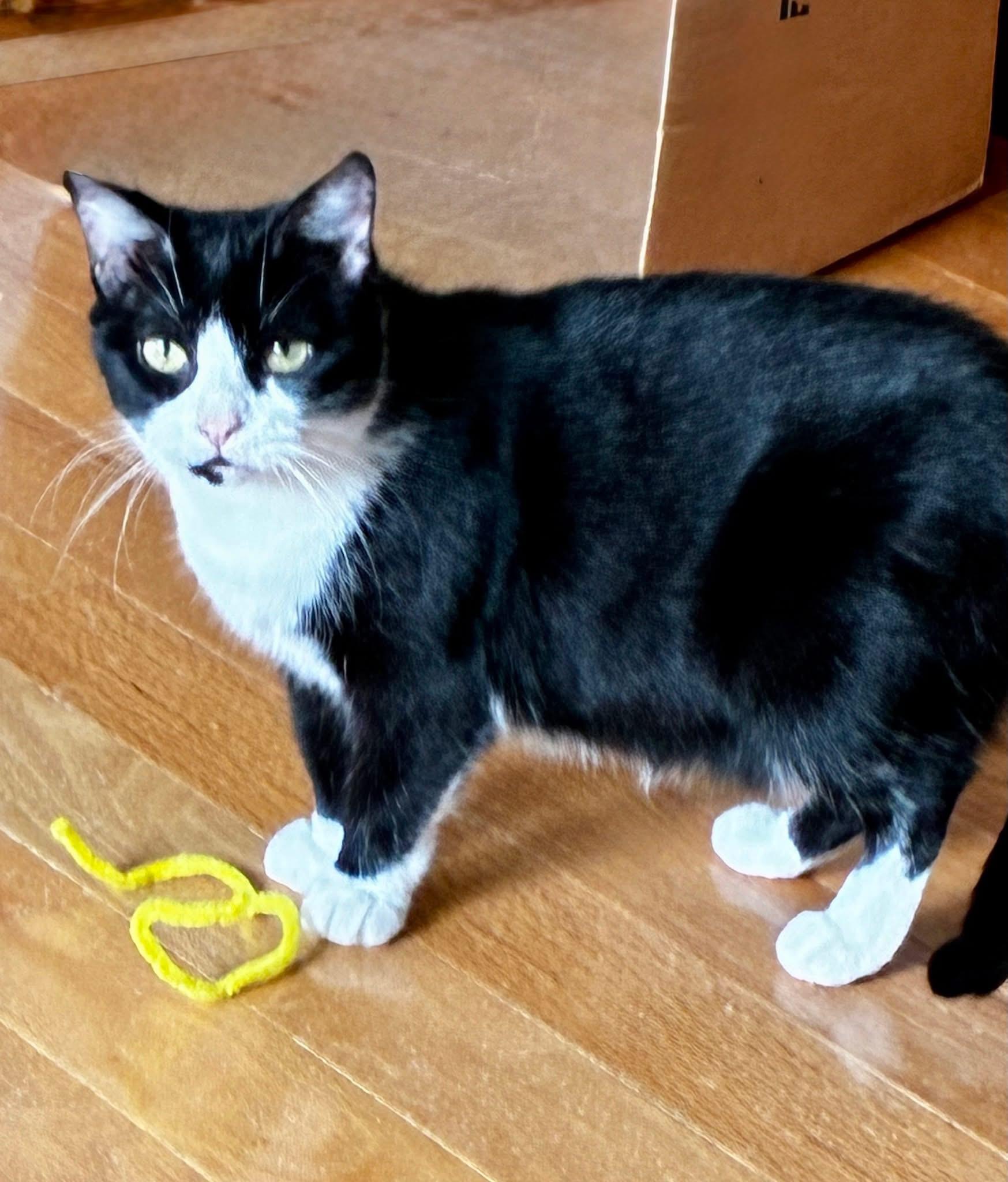 Enlarge Bristol & Ms. Ely (BONDED PAIR), a Adoptable mixed breed in Orland Park, IL image 4/6