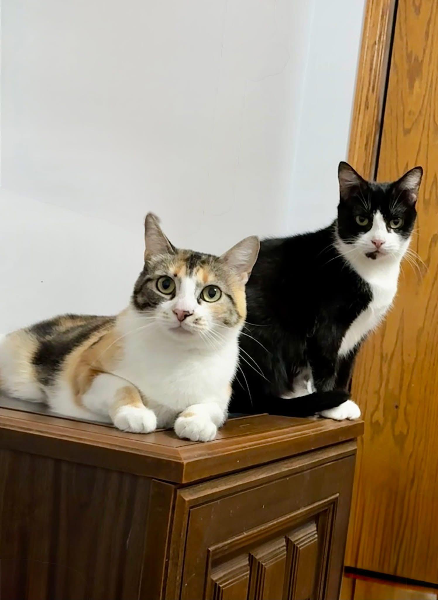 Enlarge Bristol & Ms. Ely (BONDED PAIR), a Adoptable mixed breed in Orland Park, IL image 1/6