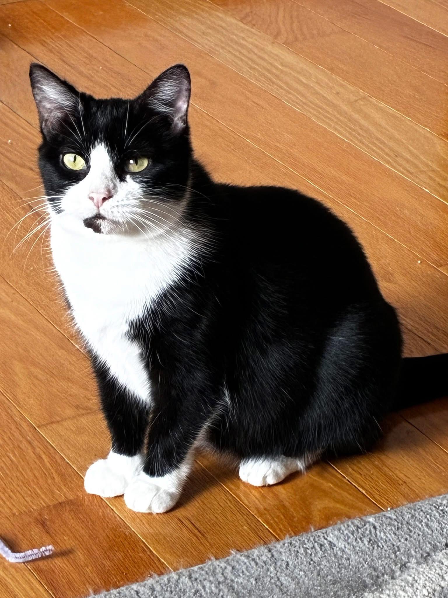 Enlarge Bristol & Ms. Ely (BONDED PAIR), a Adoptable mixed breed in Orland Park, IL image 6/6