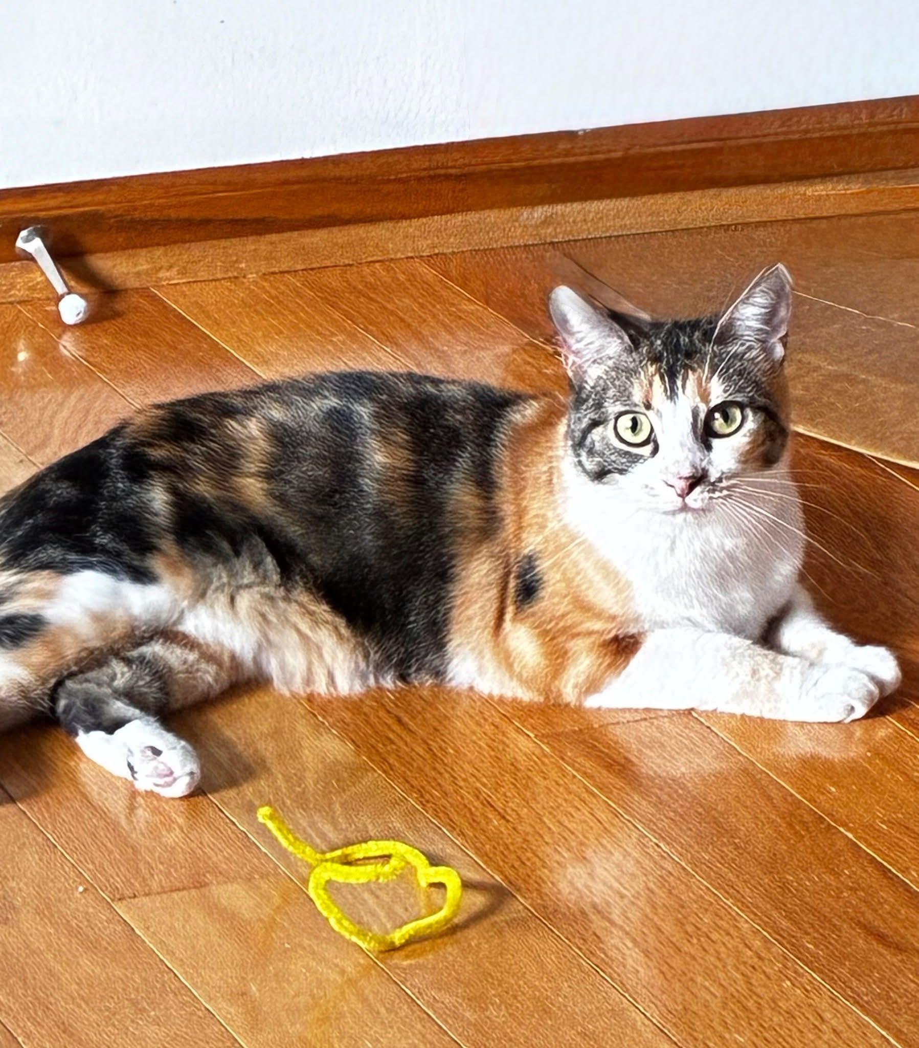 Enlarge Bristol & Ms. Ely (BONDED PAIR), a Adoptable mixed breed in Orland Park, IL image 5/6