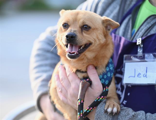 Enlarge OZZIE*, a Adoptable mixed breed in Santa Cruz, CA image 1/1