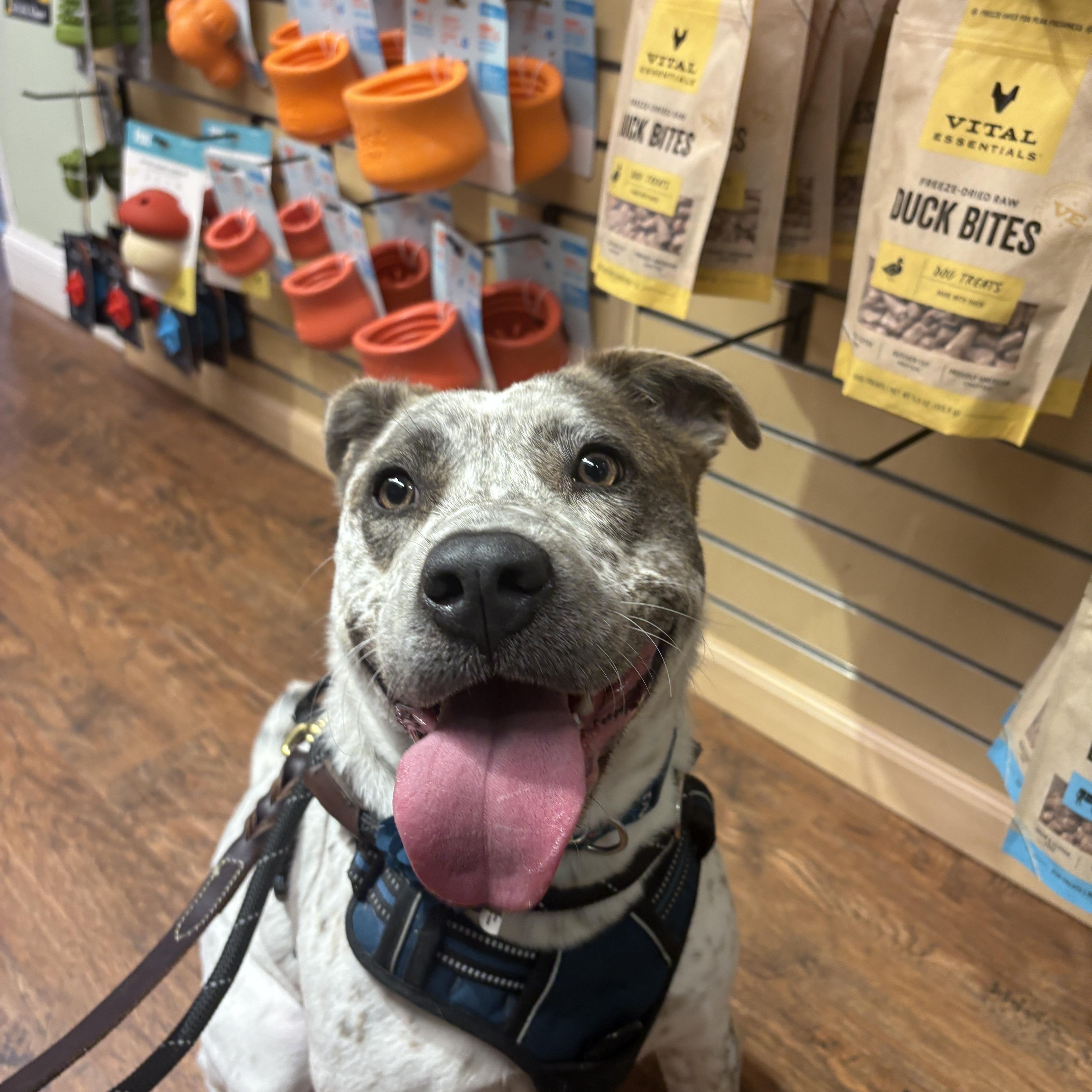 Enlarge Robyn, a ADOPTABLE mixed breed in New Boston, NH image 2/6