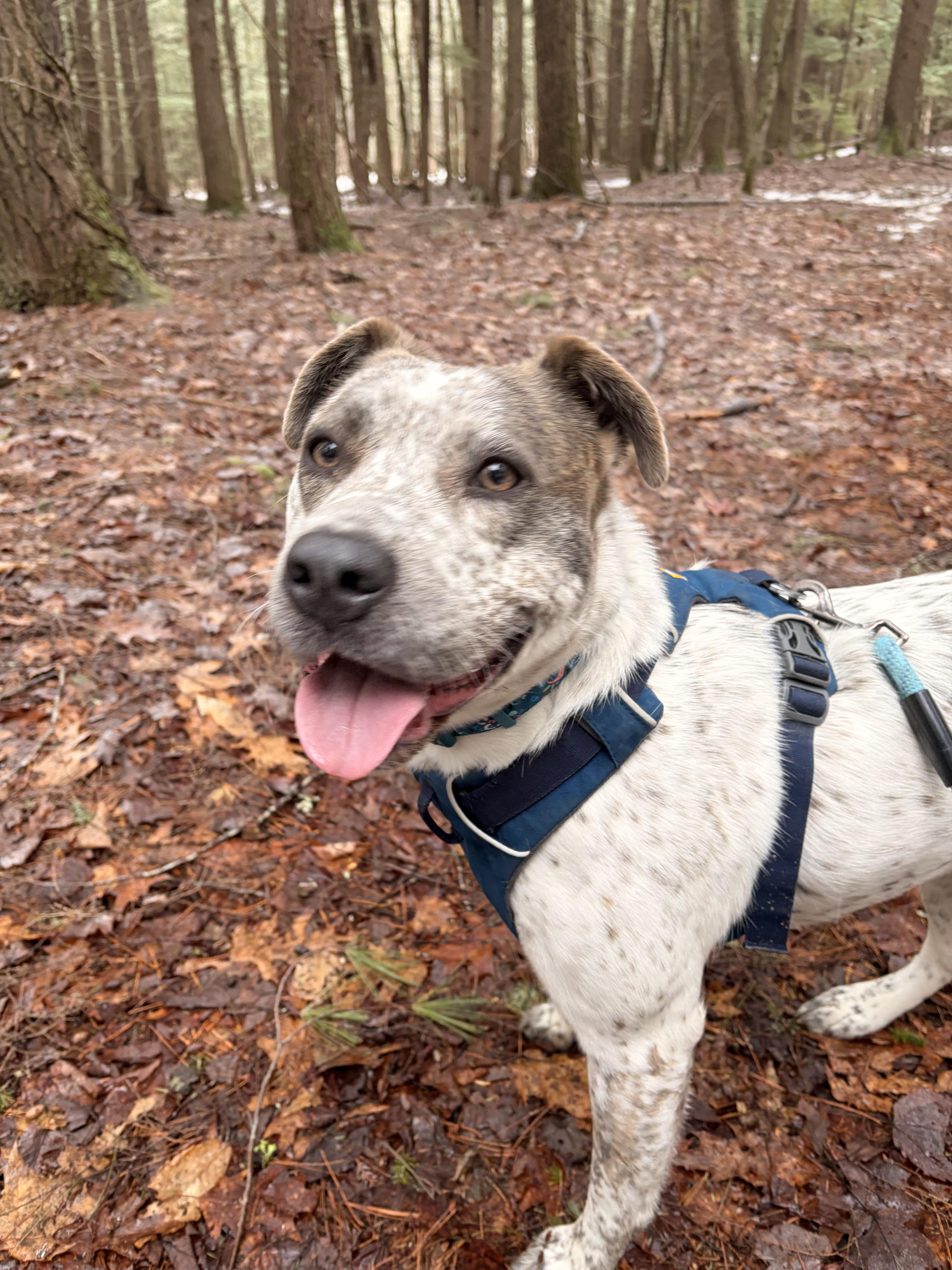 Enlarge Robyn, a ADOPTABLE mixed breed in New Boston, NH image 6/6