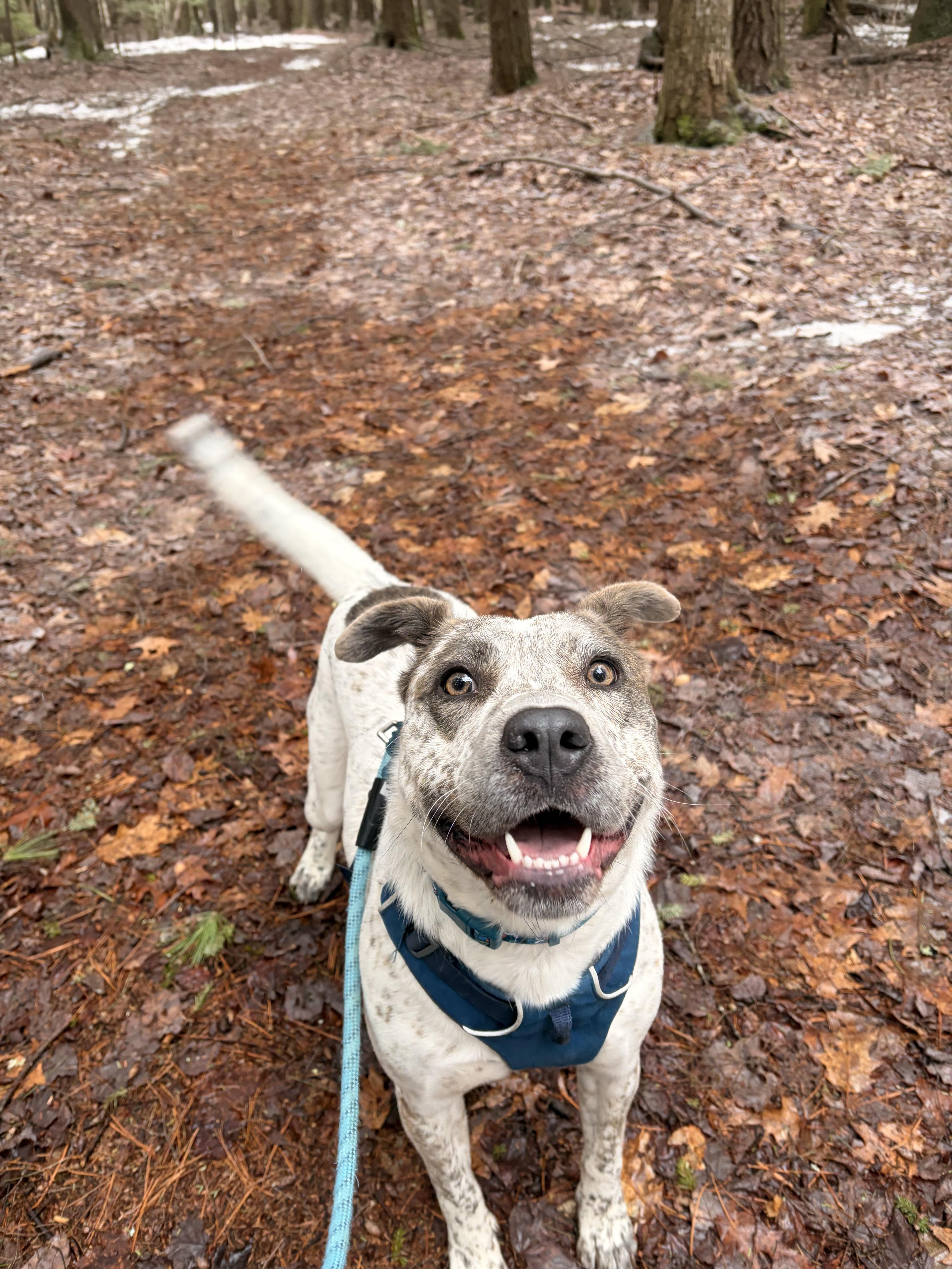 Enlarge Robyn, a ADOPTABLE mixed breed in New Boston, NH image 1/6