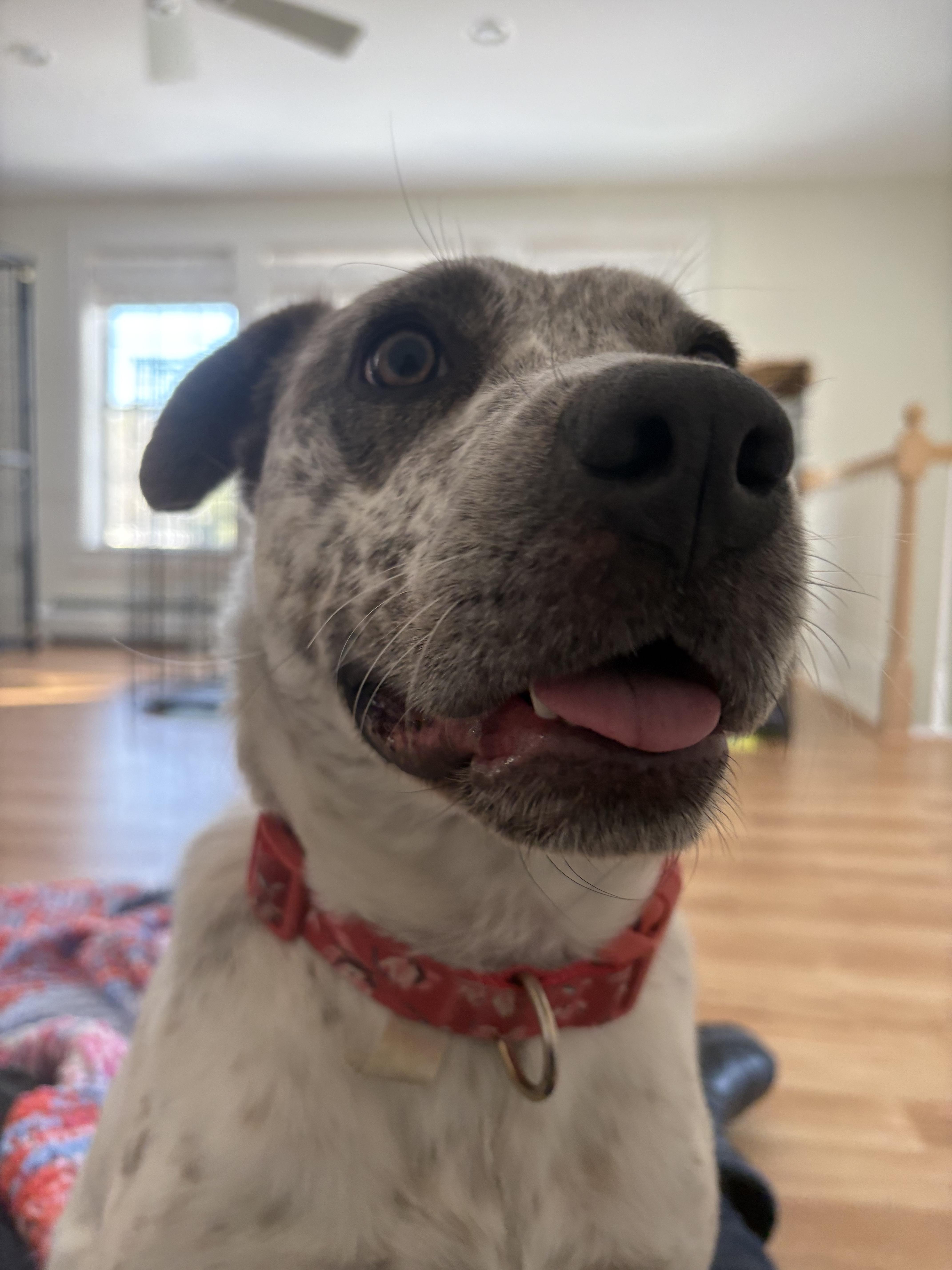 Enlarge Robyn, a ADOPTABLE mixed breed in New Boston, NH image 4/6