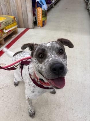 Enlarge Robyn, a ADOPTABLE mixed breed in New Boston, NH image 5/6