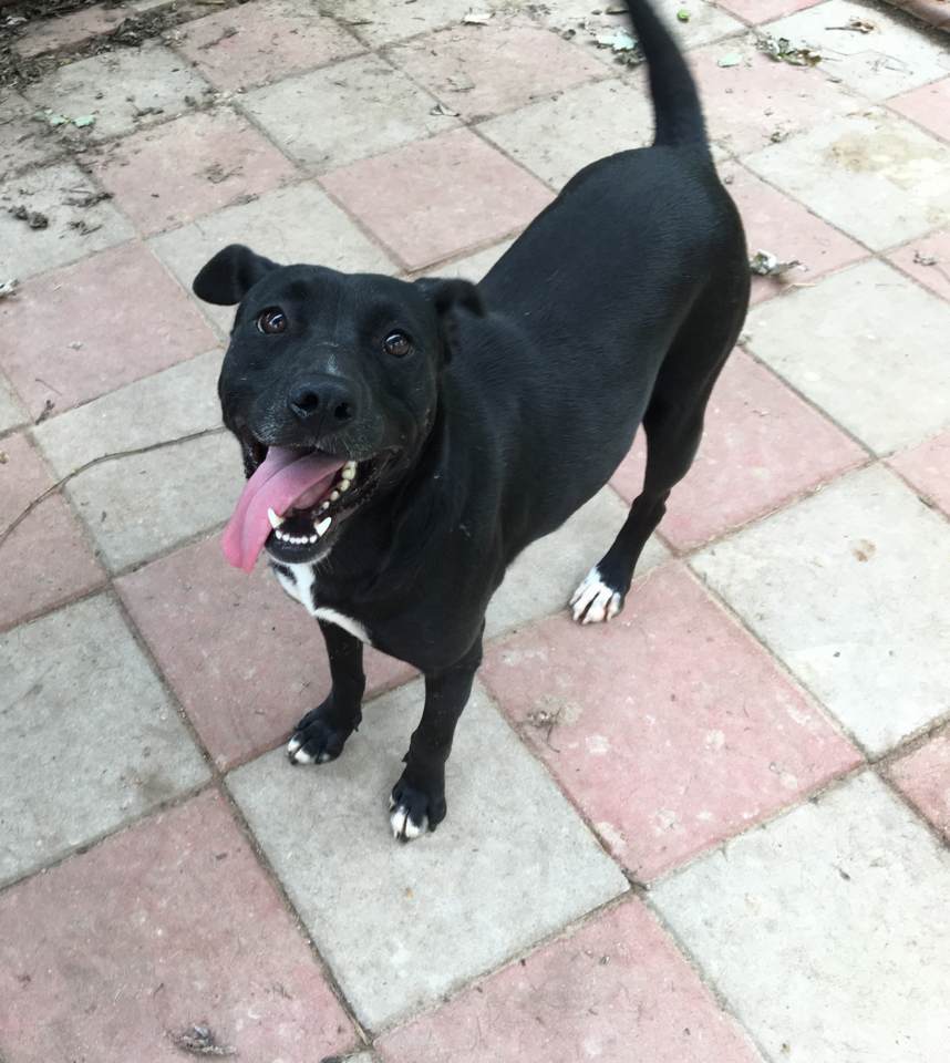 Emmy Lou, Adult Female unknown