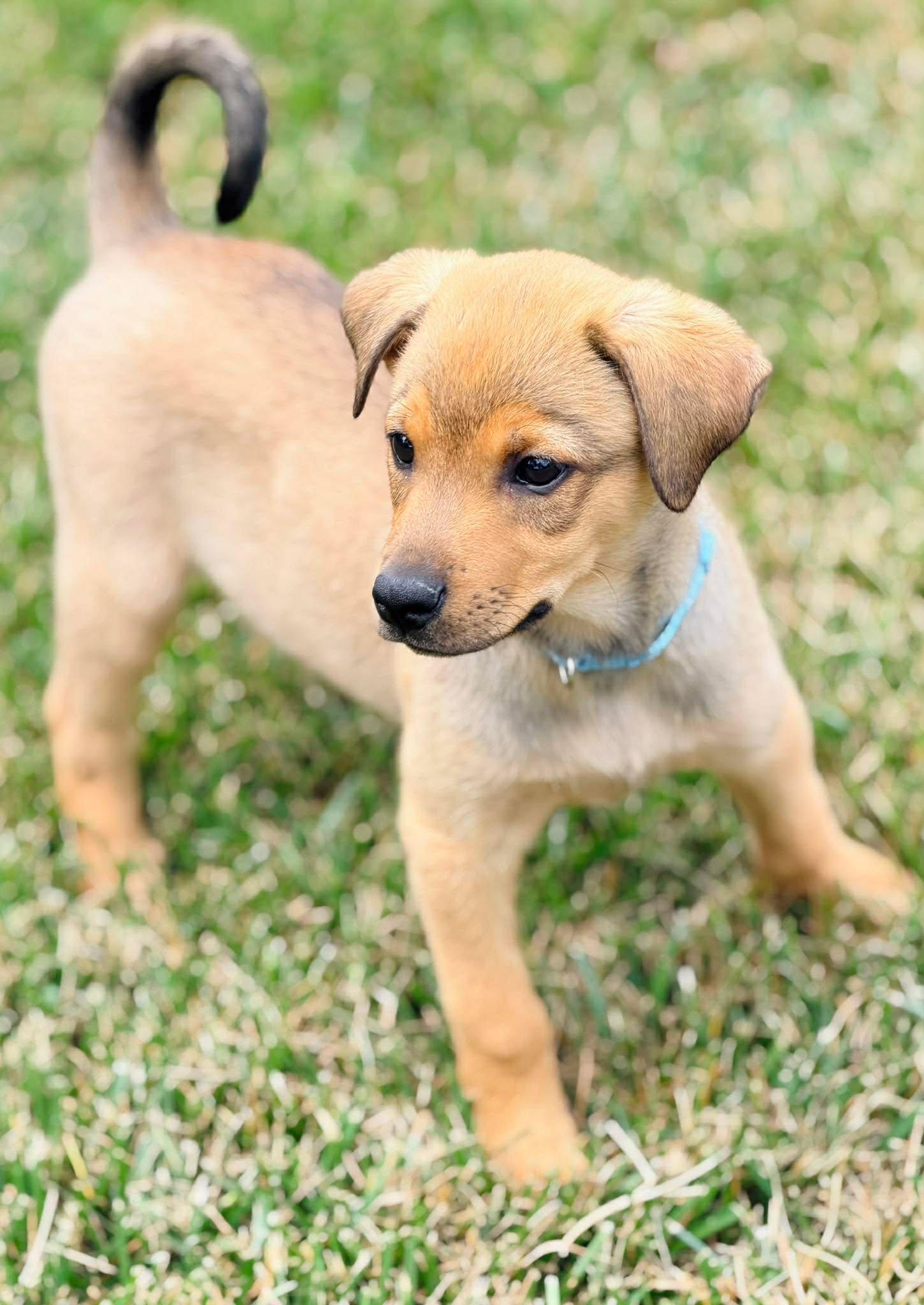 Jonathan Quayle Higgins III, ADOPTABLE, Puppy Male Mixed Breed.