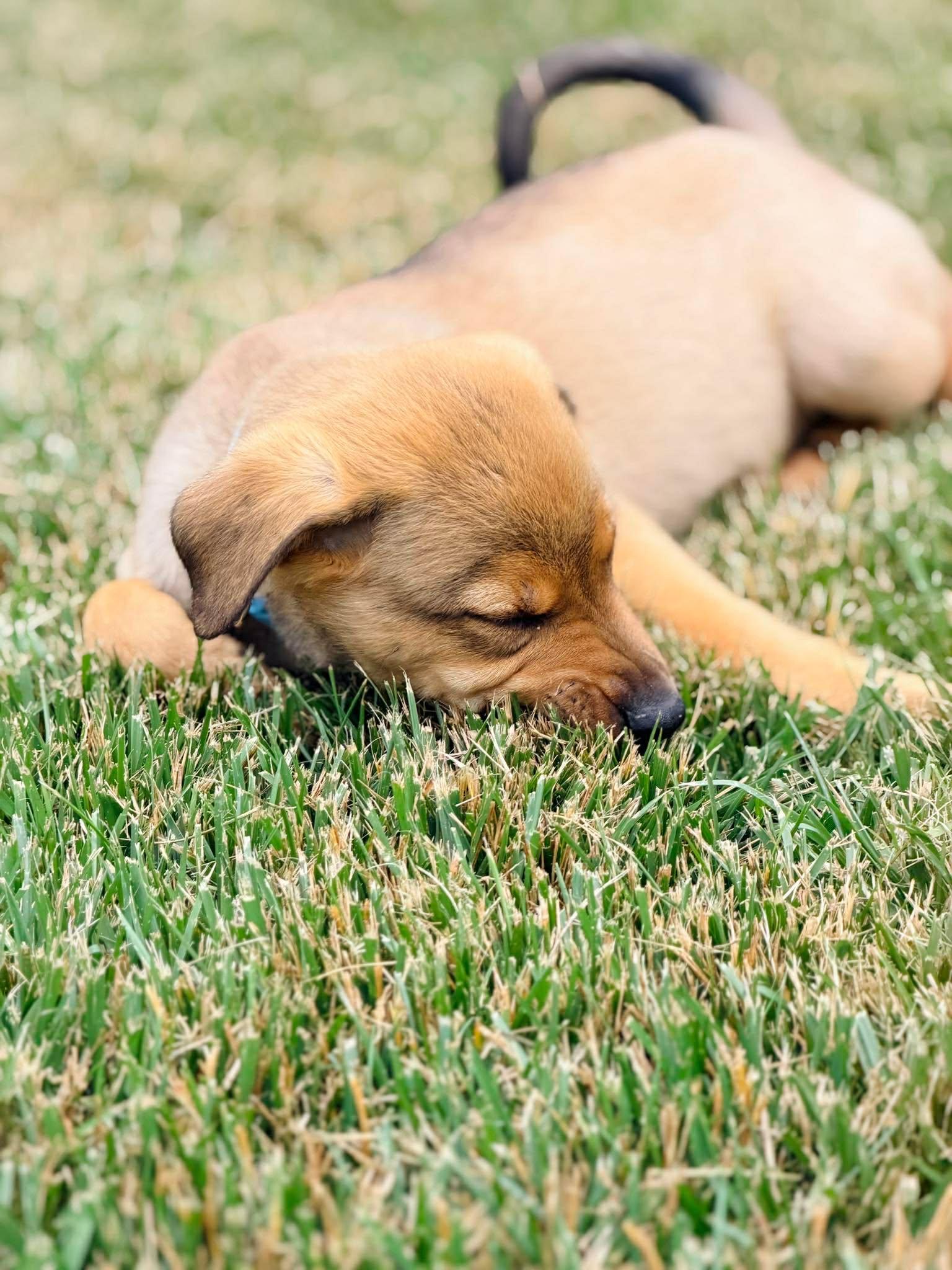 Jonathan Quayle Higgins III, a ADOPTABLE mixed breed in Winchester, KY image 5/5