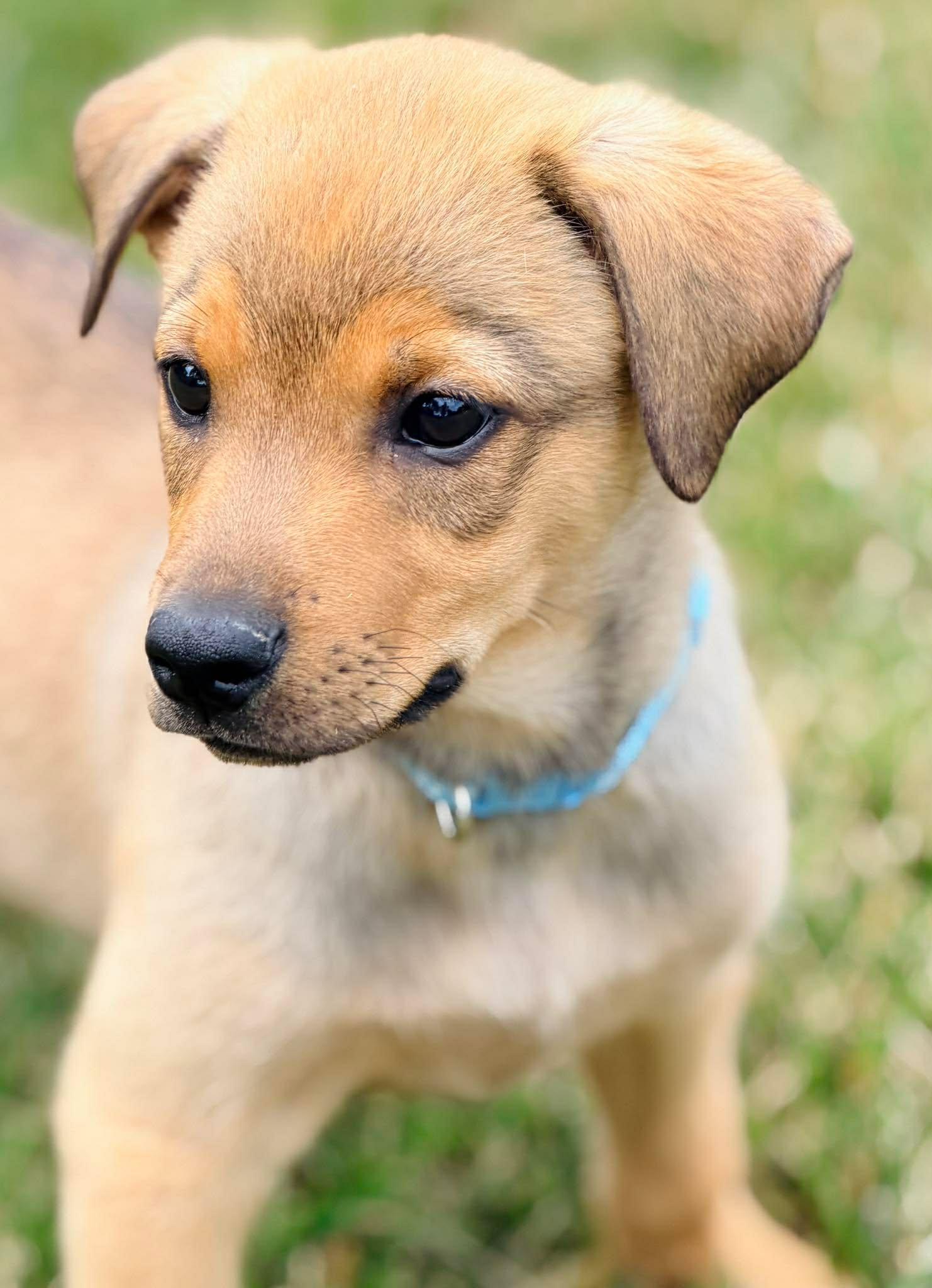 Jonathan Quayle Higgins III, a ADOPTABLE mixed breed in Winchester, KY image 4/5