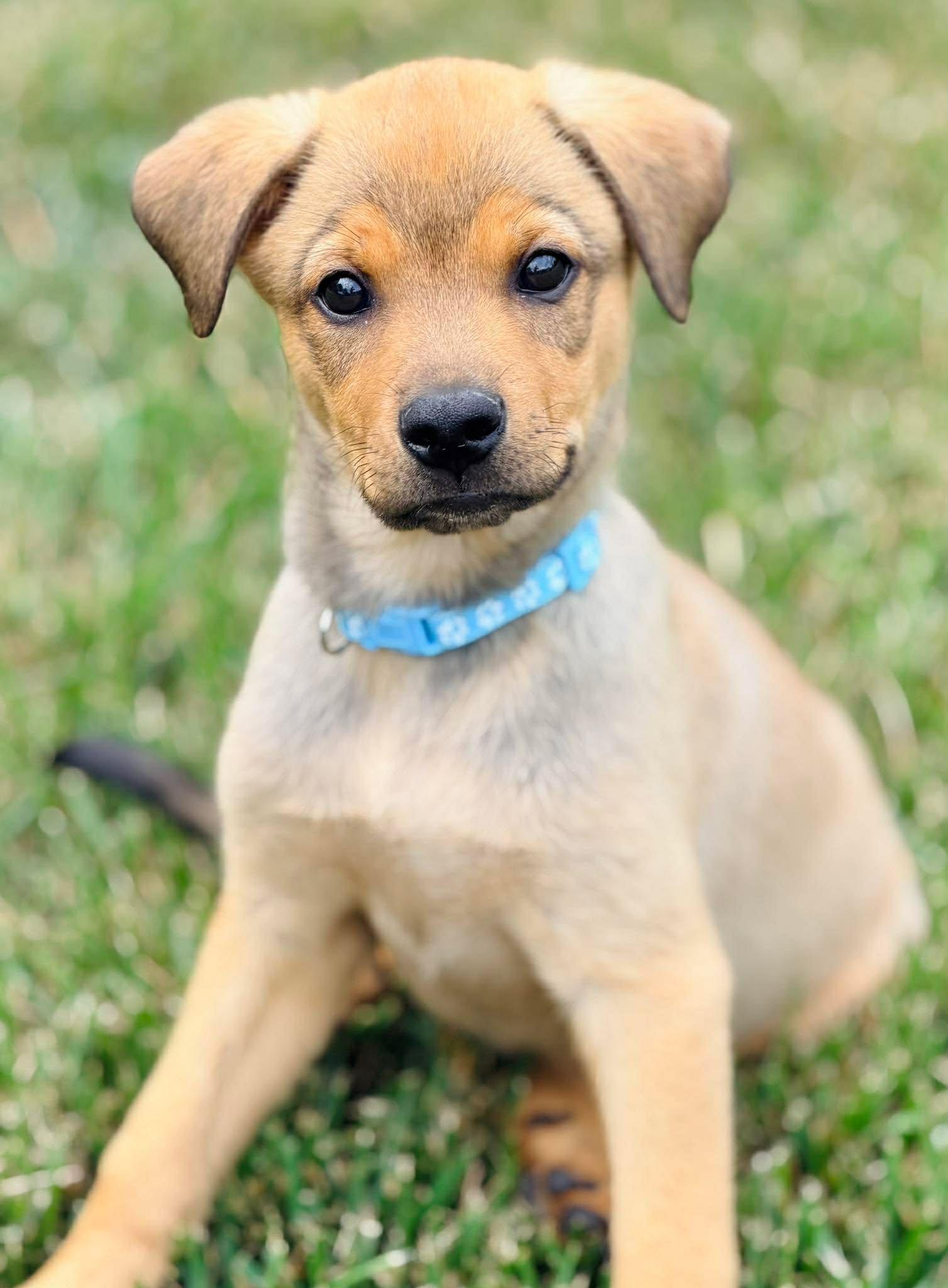 Jonathan Quayle Higgins III, a ADOPTABLE mixed breed in Winchester, KY image 2/5