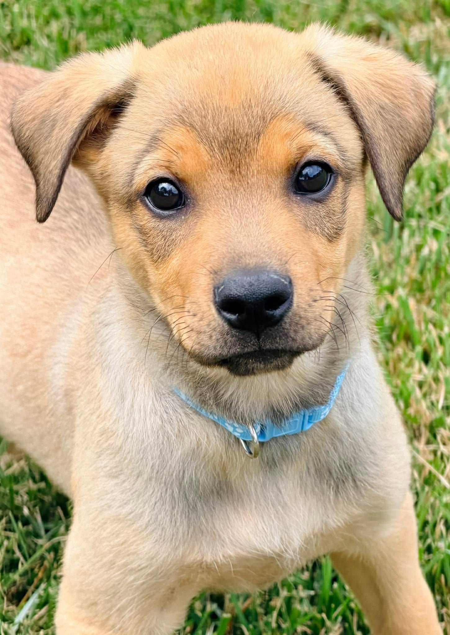 Jonathan Quayle Higgins III, a ADOPTABLE mixed breed in Winchester, KY image 3/5