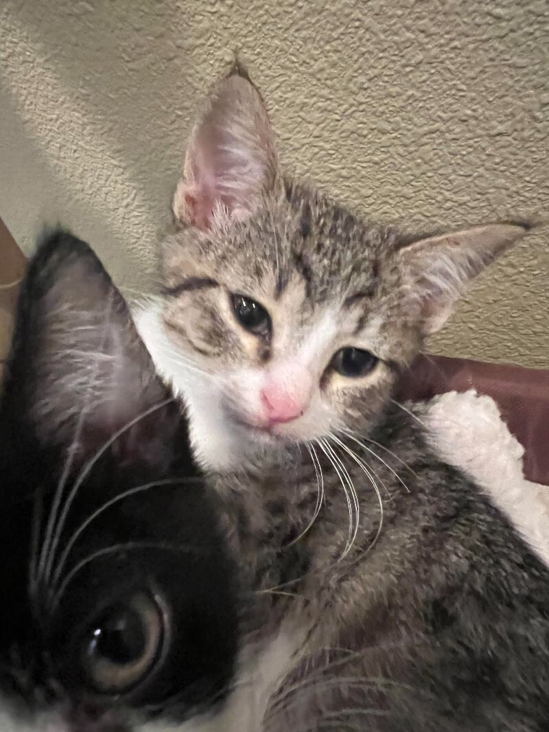 Cat for adoption Ruth Crown, a Domestic Short Hair Mix in Marysville