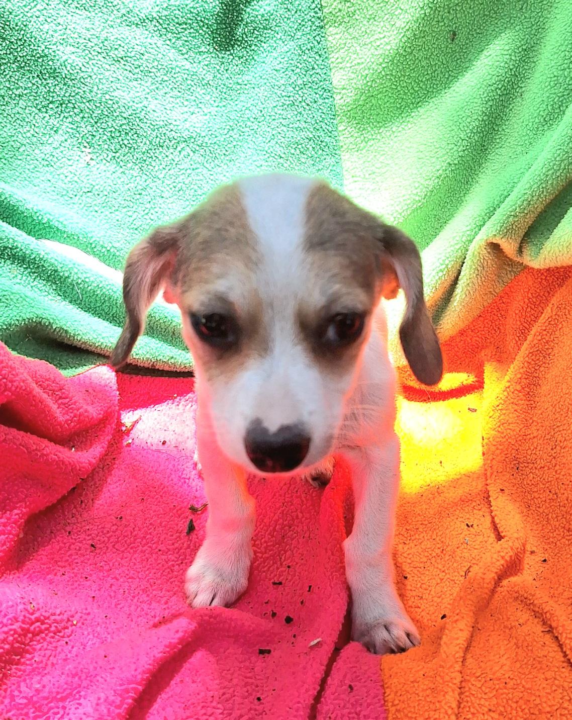 Kandra BL14543-T, an adoptable mixed breed in Bellingham, WA image 3/6