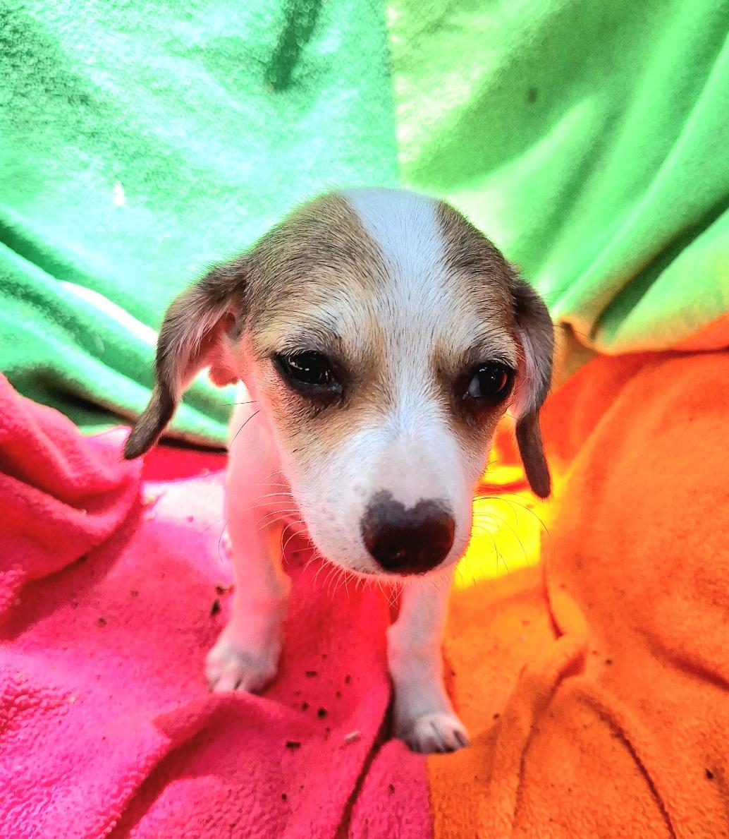 Kandra BL14543-T, an adoptable mixed breed in Bellingham, WA image 2/6