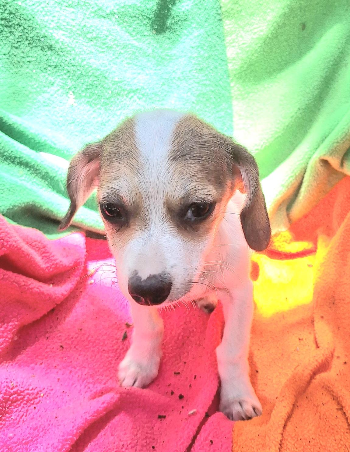 Kandra BL14543-T, an adoptable mixed breed in Bellingham, WA image 5/6