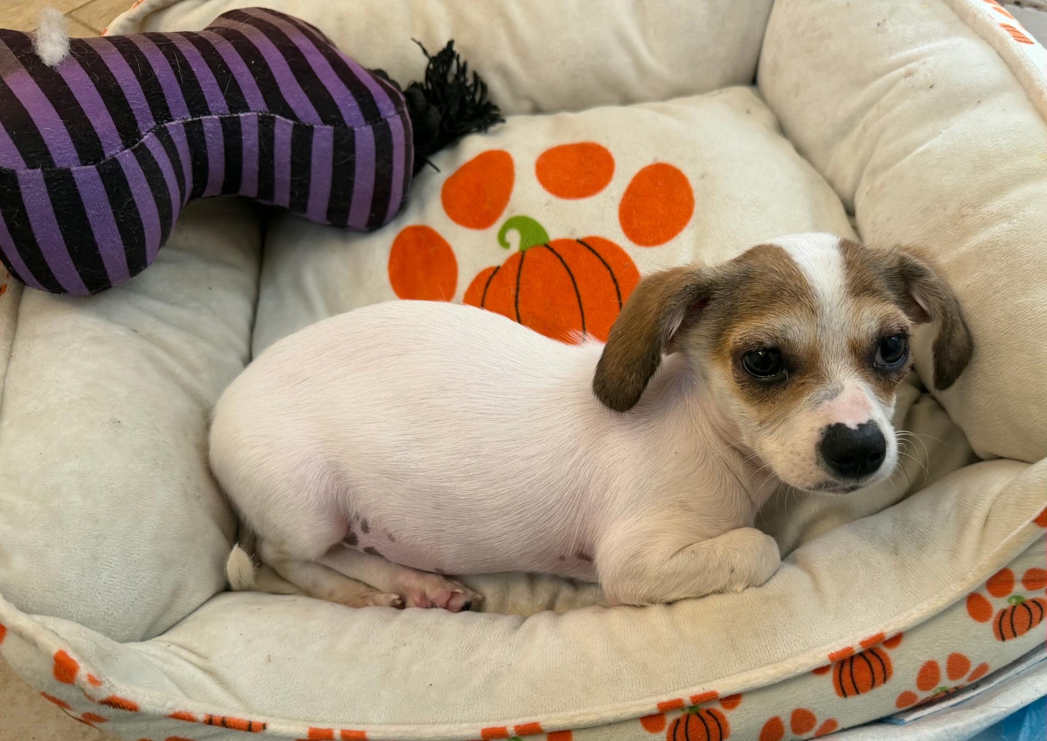 Kandra BL14543-T, an adoptable mixed breed in Bellingham, WA image 6/6