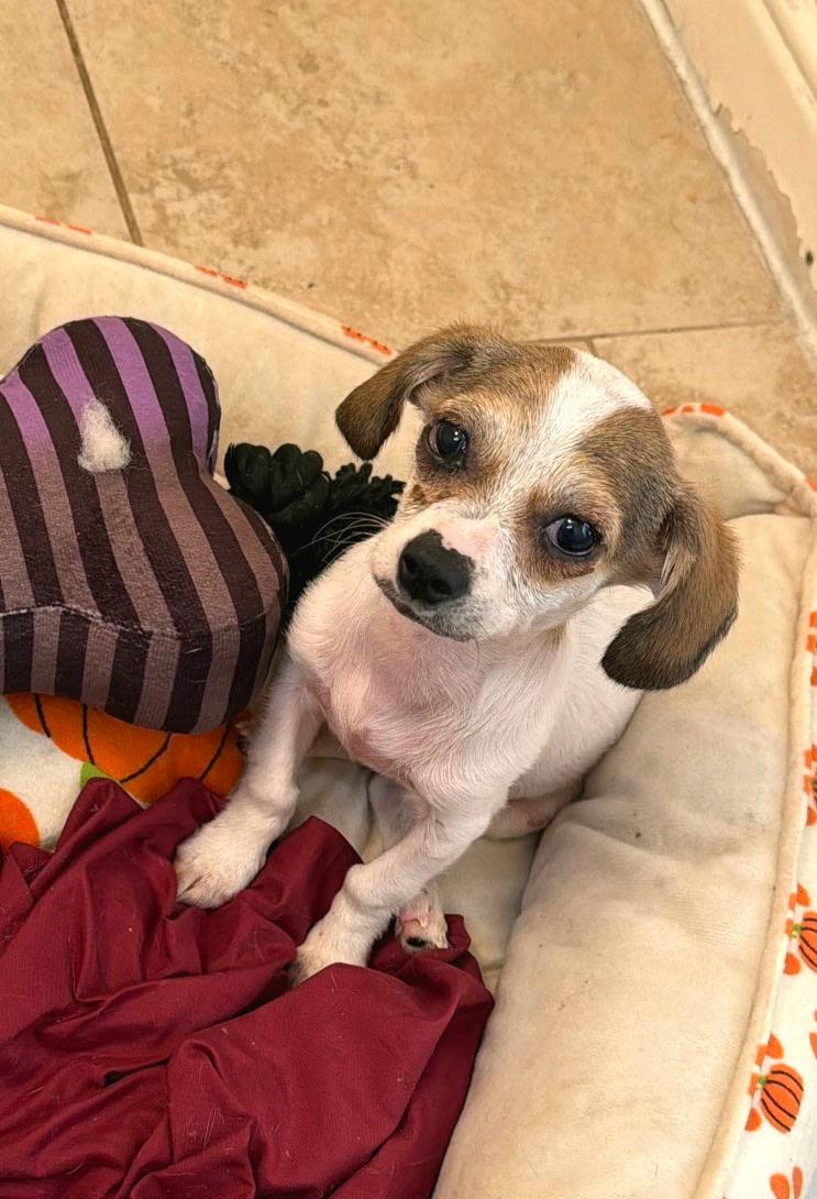 Kandra BL14543-T, adoptable, Puppy Female Dachshund & Chihuahua.
