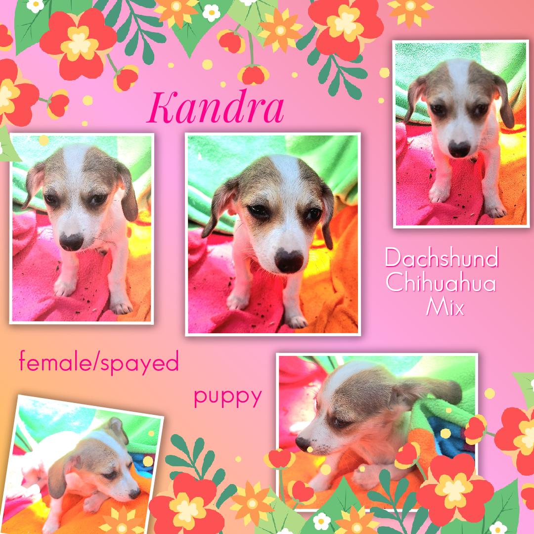 Kandra BL14543-T, an adoptable mixed breed in Bellingham, WA image 4/6