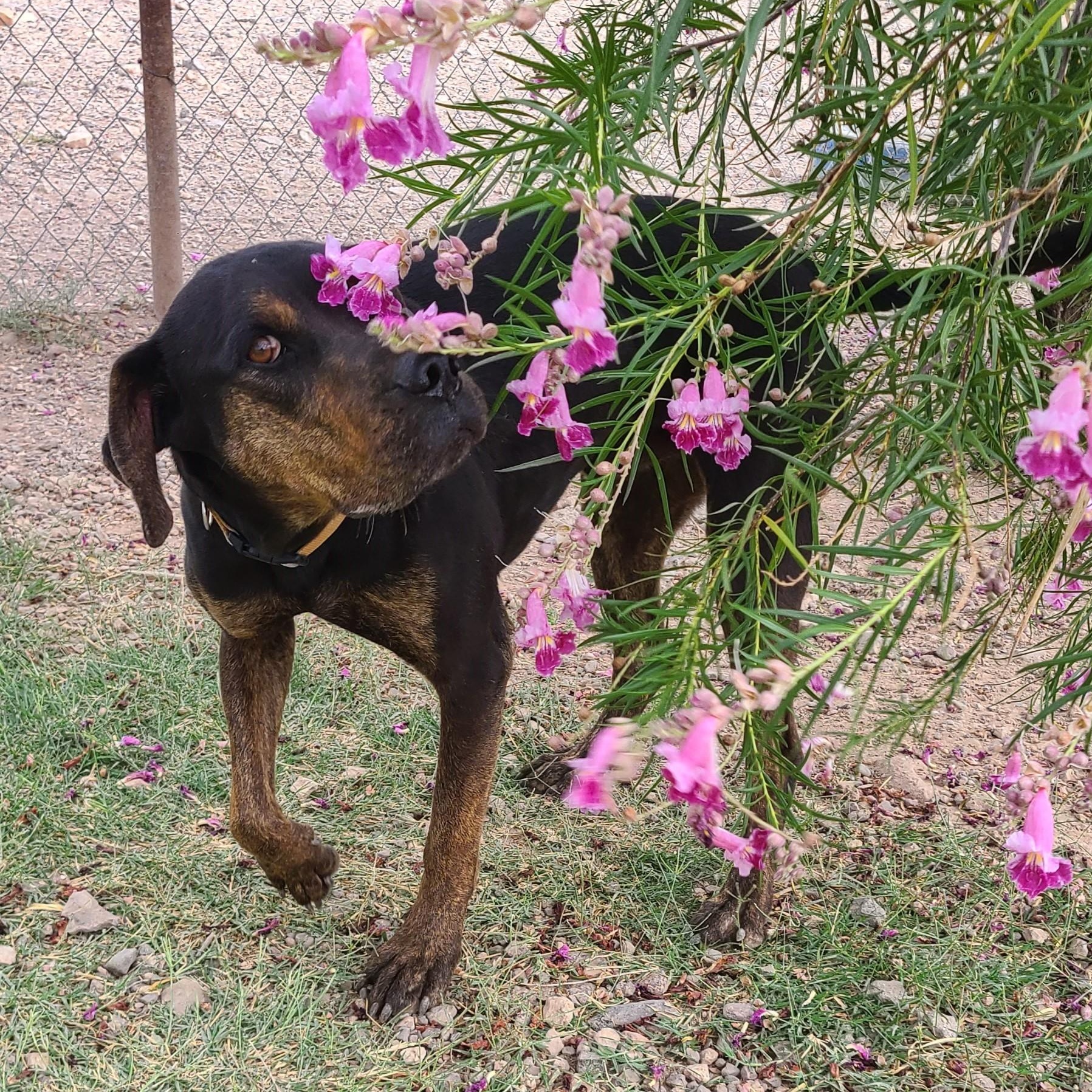 Enlarge Buck, a Adoptable mixed breed in Marfa, TX image 5/6