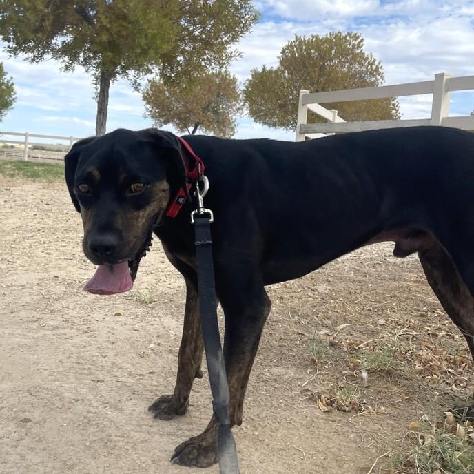 Enlarge Buck, a Adoptable mixed breed in Marfa, TX image 4/6