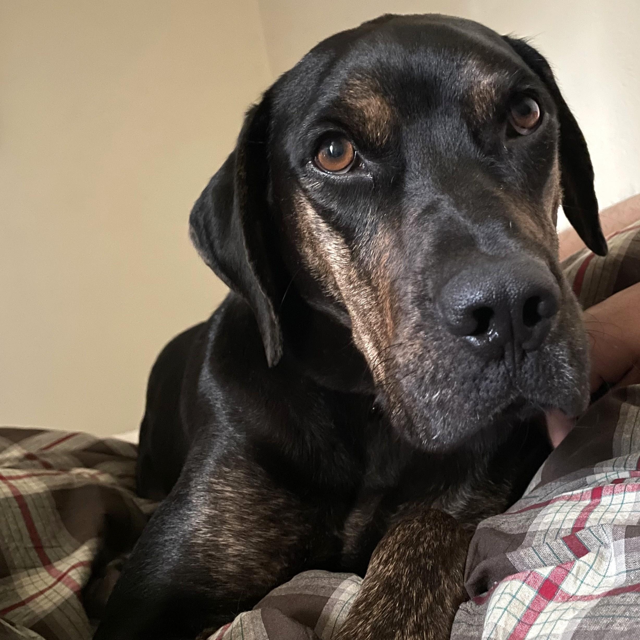 Enlarge Buck, a Adoptable mixed breed in Marfa, TX image 2/6