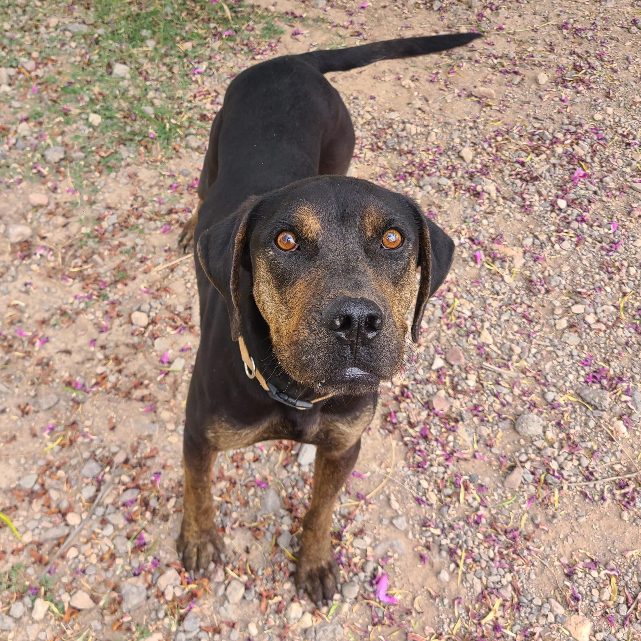 Buck, Adoptable, Adult Male Black Mouth Cur.