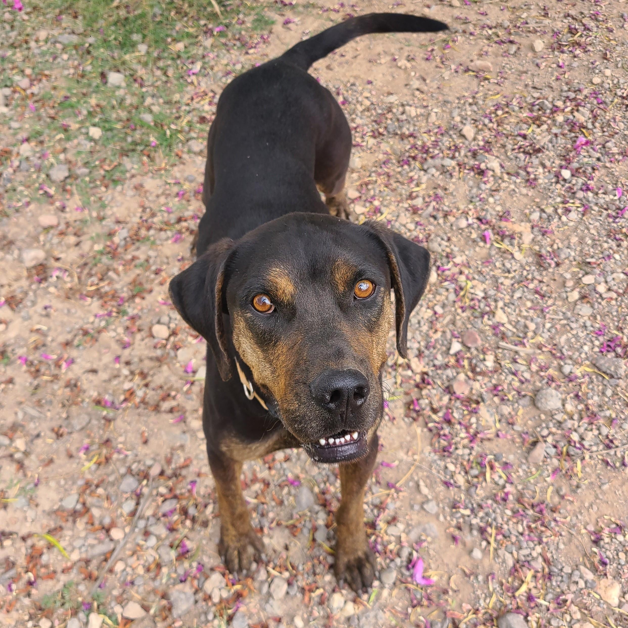 Enlarge Buck, a Adoptable mixed breed in Marfa, TX image 3/6