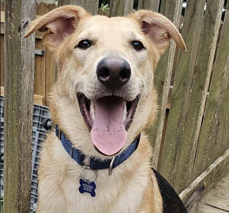 Milo, a Adoptable mixed breed in Nashua, NH image 3/6