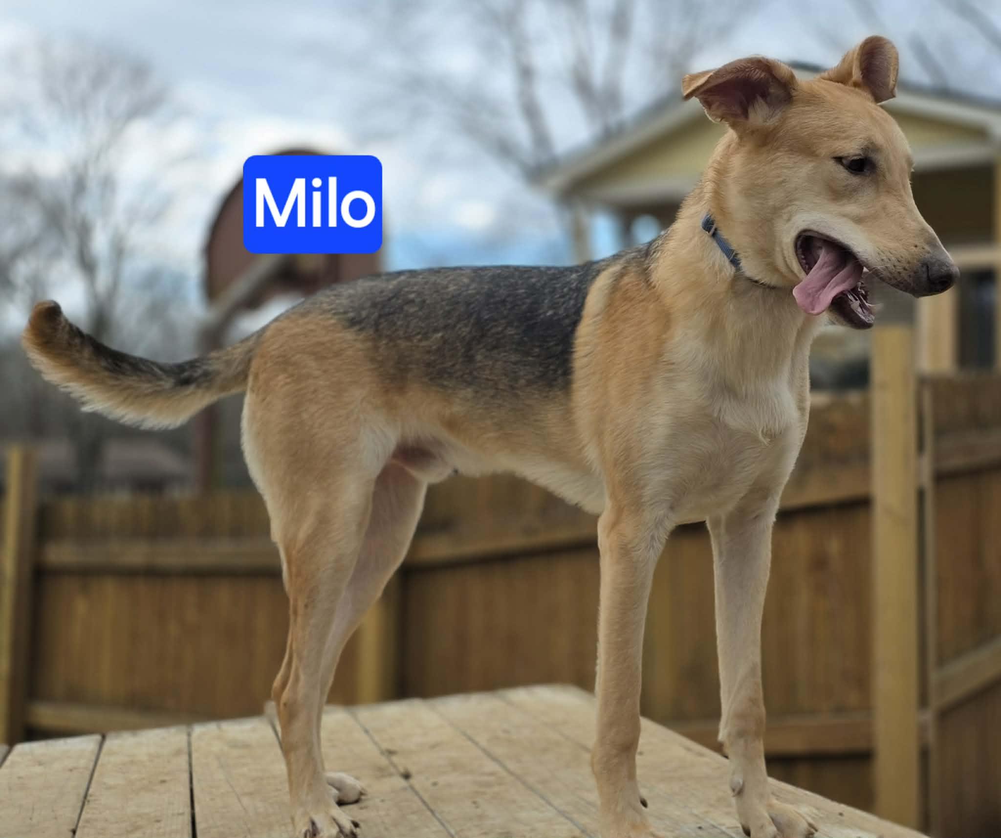 Enlarge Milo, a Adoptable mixed breed in Nashua, NH image 2/6